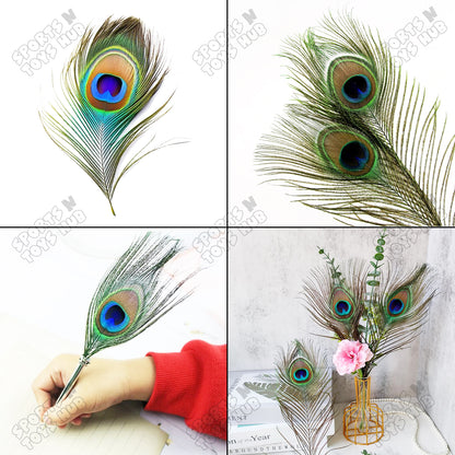 Peacock Natural Bird Feathers - Pack Of 25
