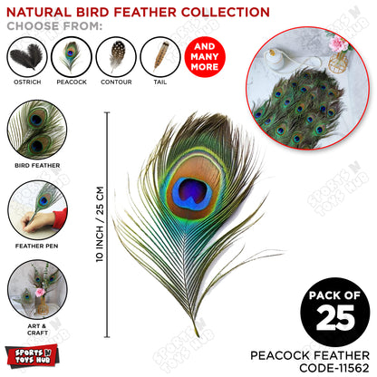 Peacock Natural Bird Feathers - Pack Of 25
