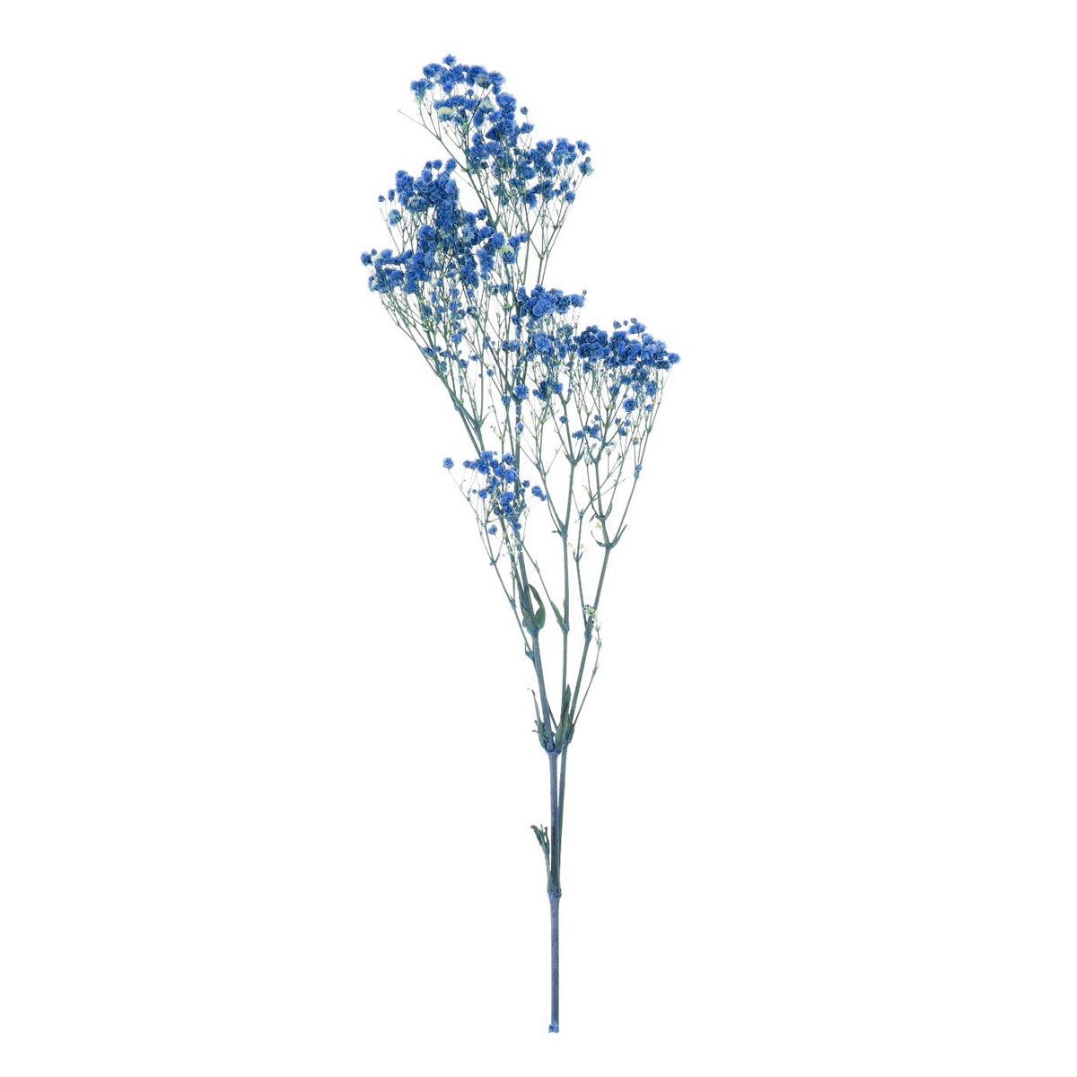 Real Dried Baby Breath Natural Flower Bunch