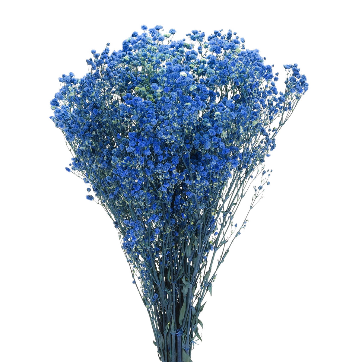 Real Dried Baby Breath Natural Blue Color Flower Bunch