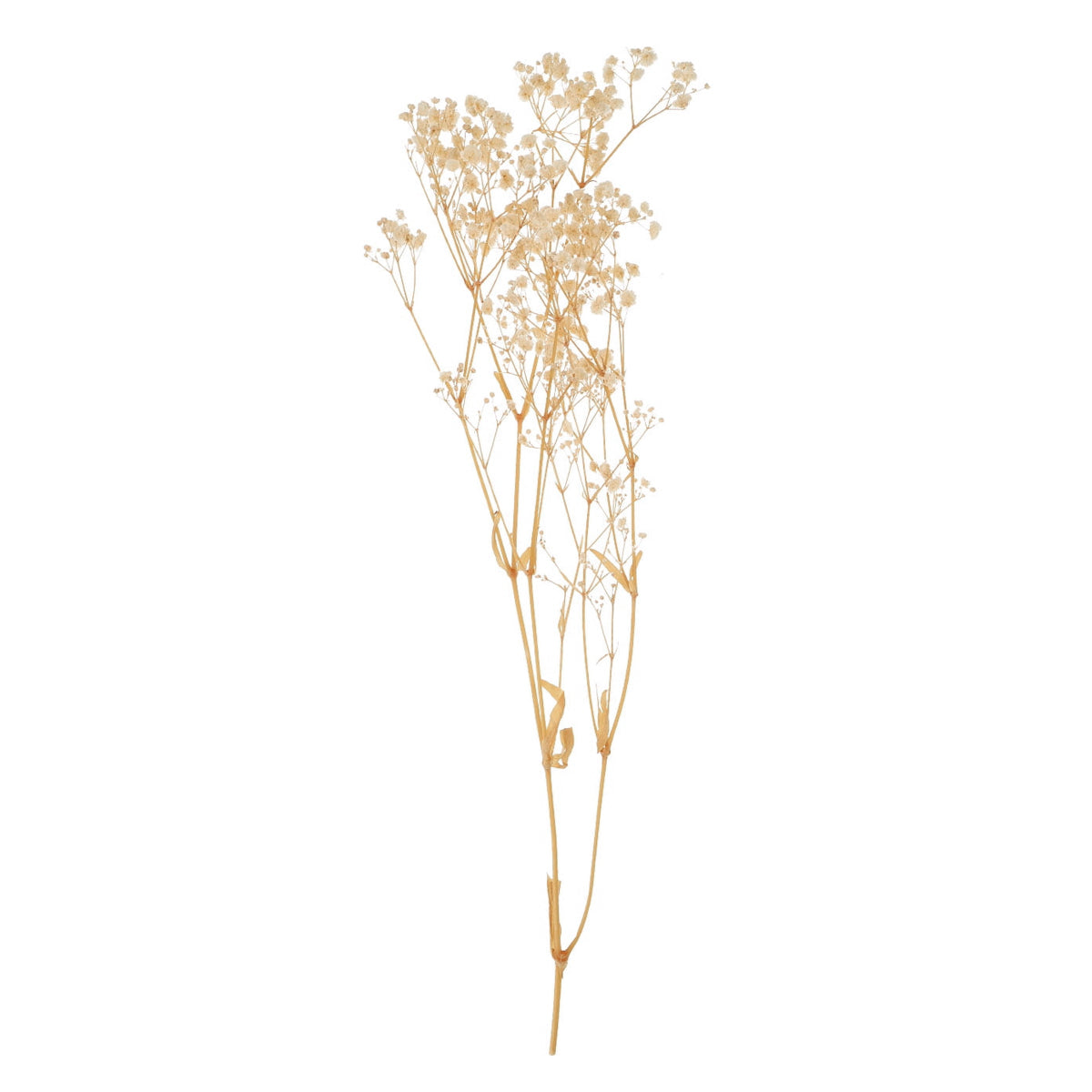 Real Dried Baby Breath Natural Flower Bunch