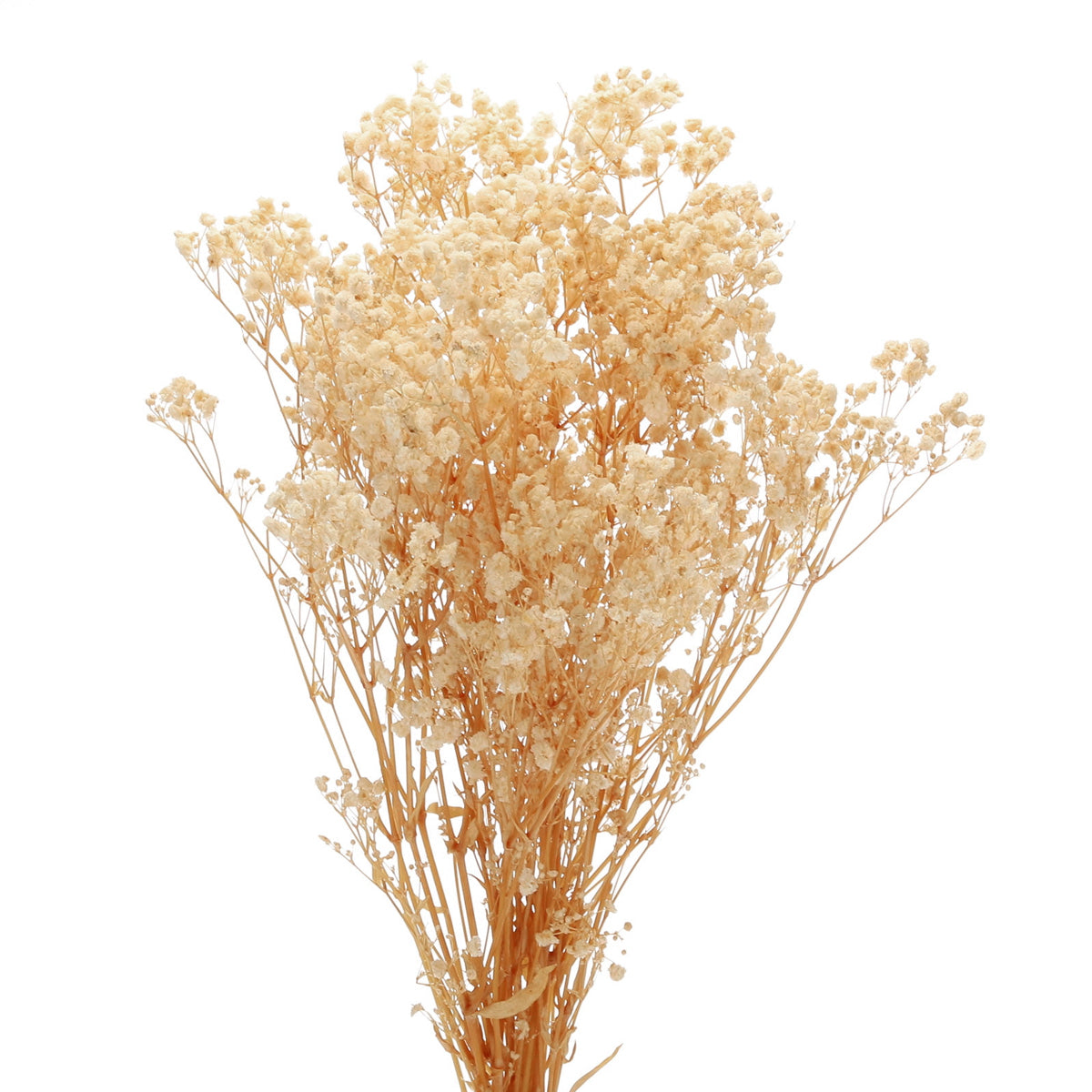 Real Dried Baby Breath Natural Flower Bunch