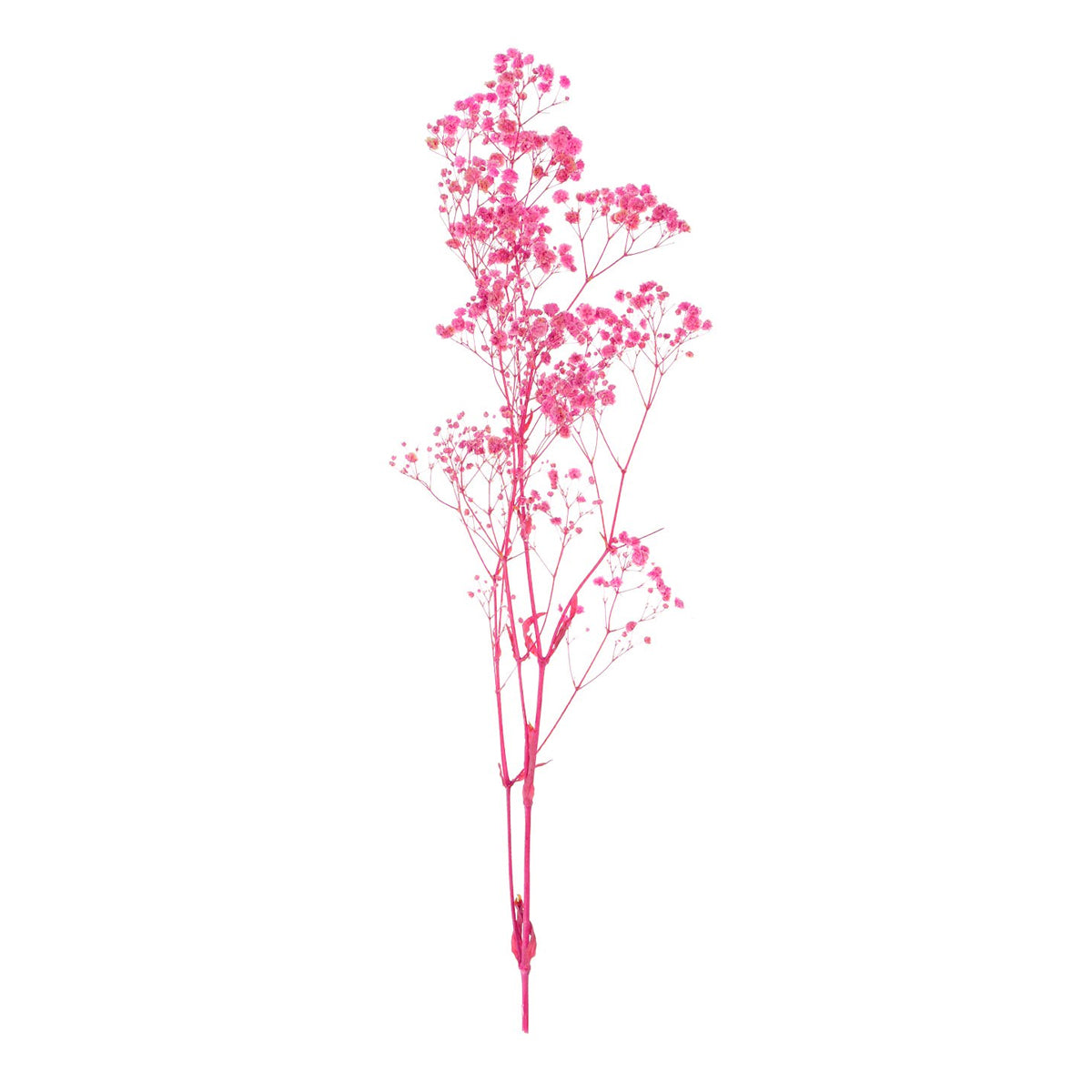 Real Dried Baby Breath Natural Flower Bunch