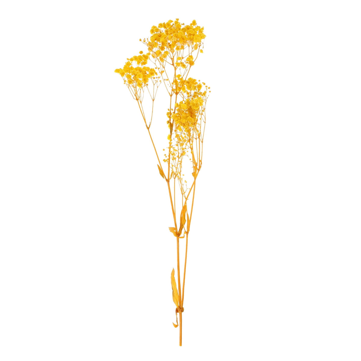 Real Dried Baby Breath Natural Yellow Color Flower Bunch