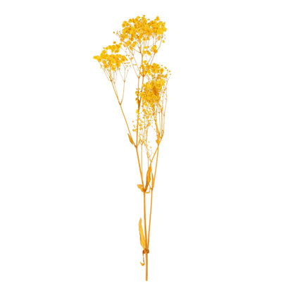 Real Dried Baby Breath Natural Yellow Color Flower Bunch