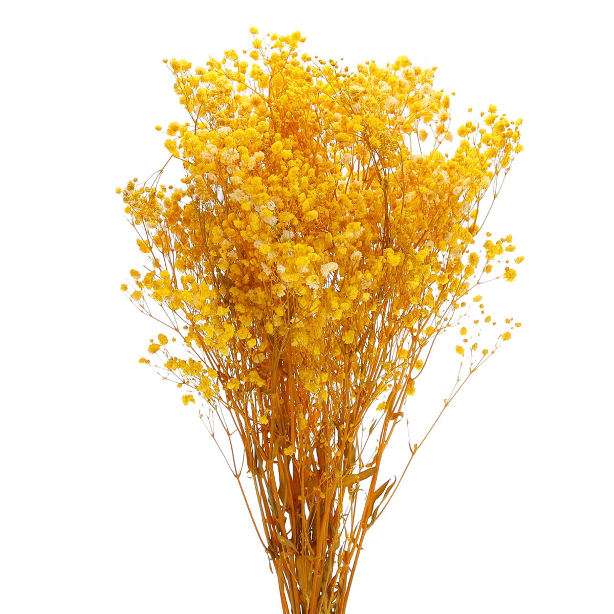 Real Dried Baby Breath Natural Yellow Color Flower Bunch